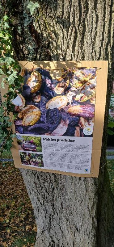 VÝSTAVA NA STROMECH OPĚT V LITOMYŠLI: POZNEJTE SVĚT GHANSKÉHO KAKAA VÝSTAVA NA STROMECH OPĚT V LITOMYŠLI: POZNEJTE SVĚT GHANSKÉHO KAKAA
